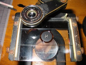 Five small conispiral gastropod shells 