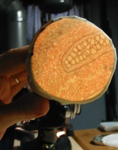 An image as seen though the focusing tube.