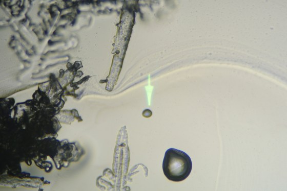 The top aspect of the bubble in focus.