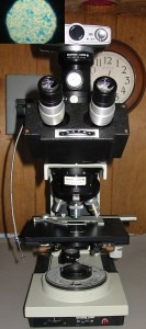 IMG_1656rotatecropedit