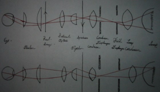 Above: Image forming rays. Below: Illuminating rays.
