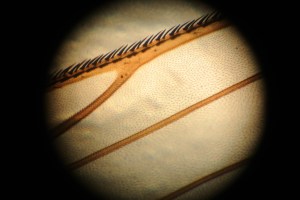 Portion of a fly wing.