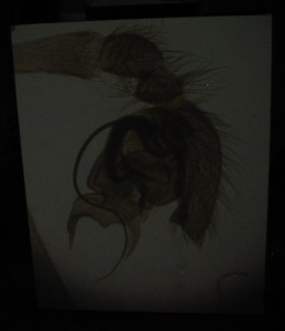 Palp of wolf spider mounted whole with pressure.