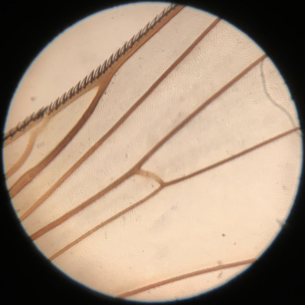 Model R fly wing at 75x