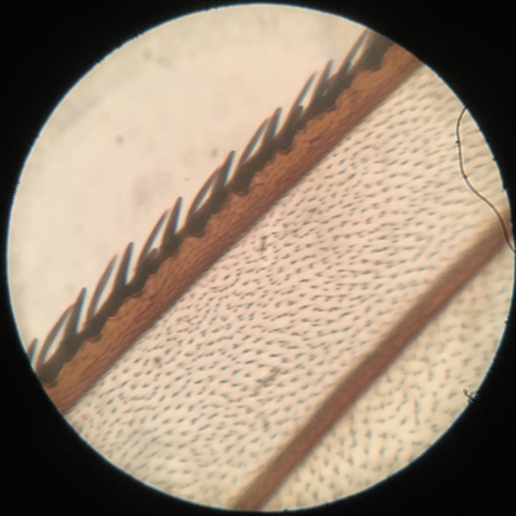 Model R fly wing at 300x