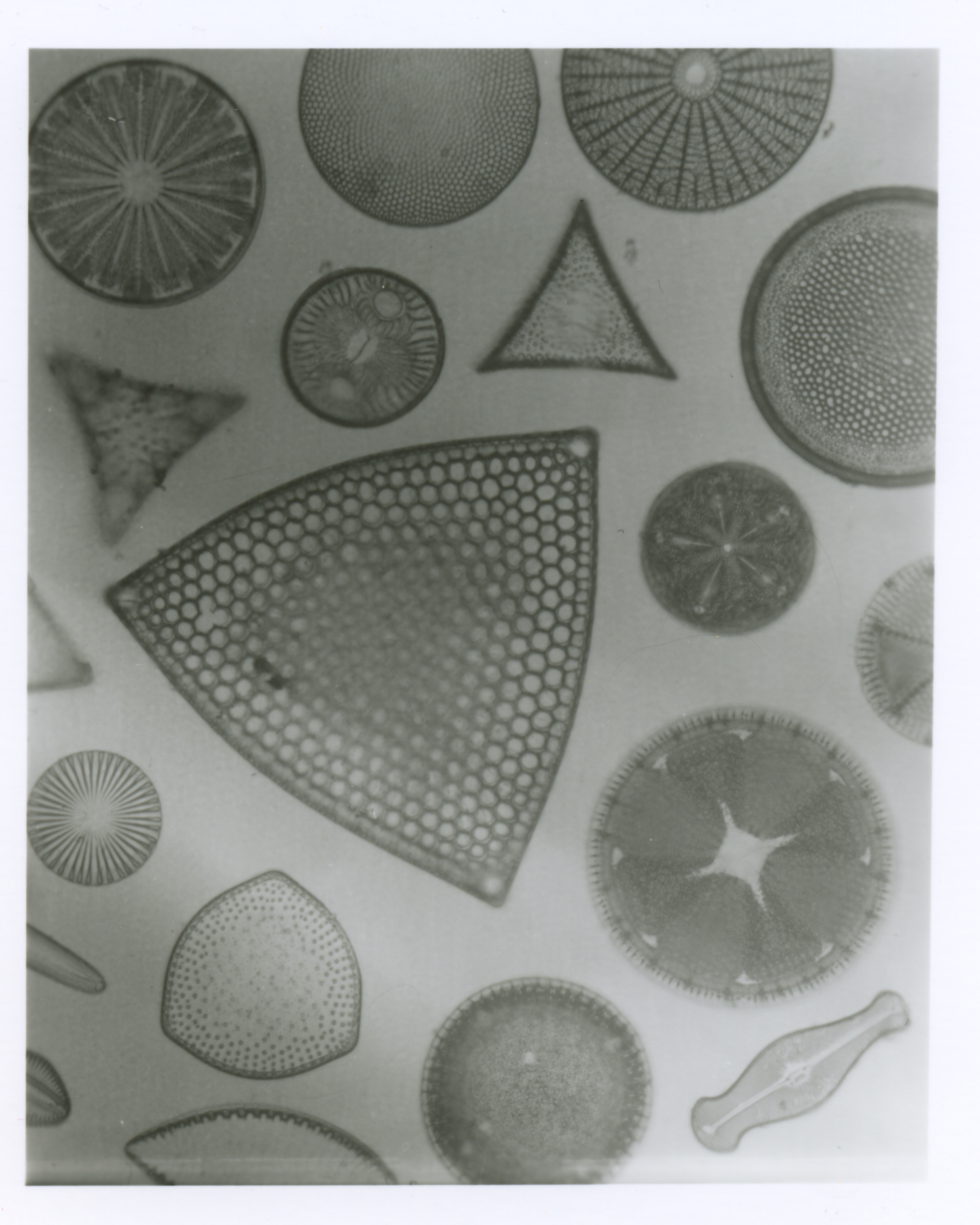 Photo Micrographics Large Format Photomicrography part: X | vade mecum microscope
