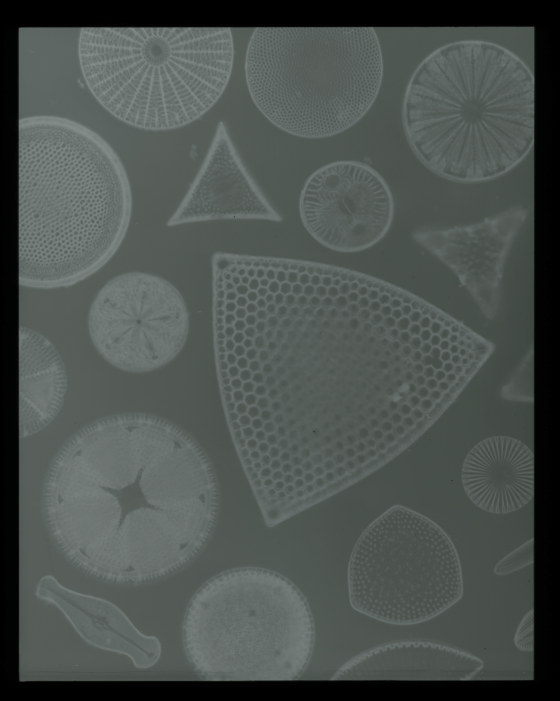 4x5 B&W negative scanned as a if it were a color positive