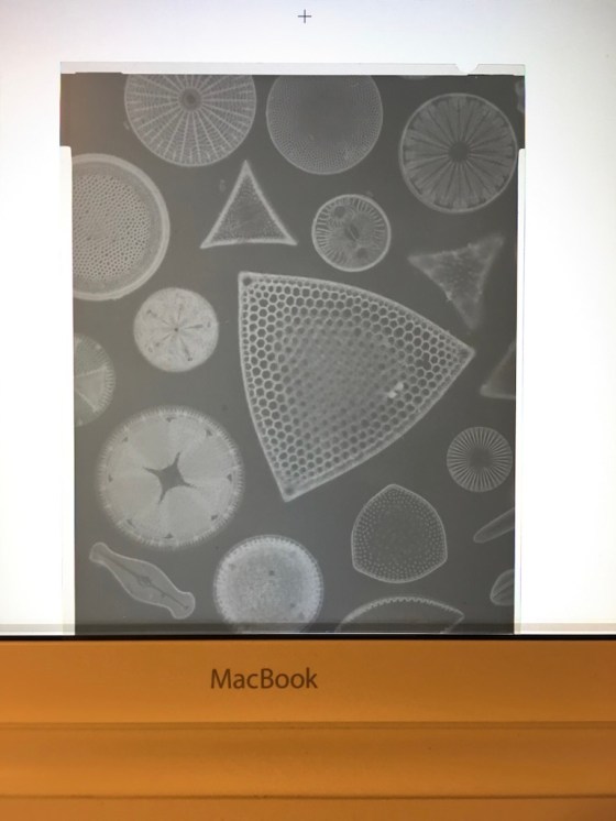 4x5 B&W negative of assorted diatoms